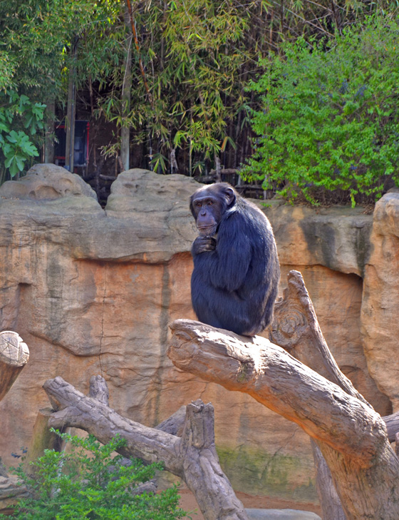 Napo, el macho reproductor de chimpancé, ya está con su grupo en el recinto exterior de BIOPARC Fuengirola