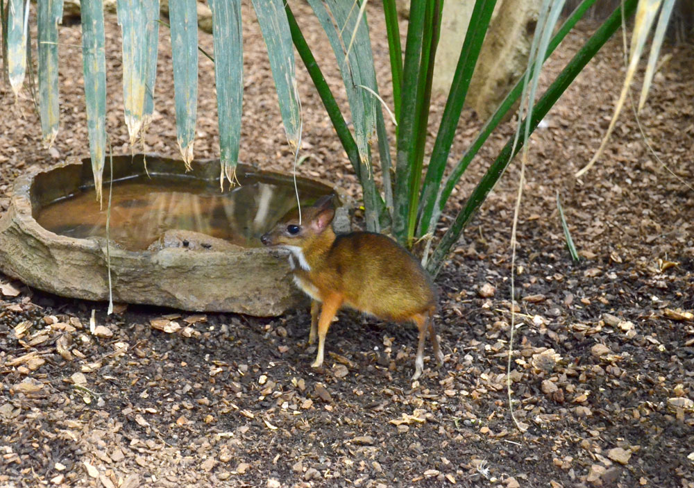 Nuevos nacimientos en “La Selva Escondida” de BIOPARC Fuengirola