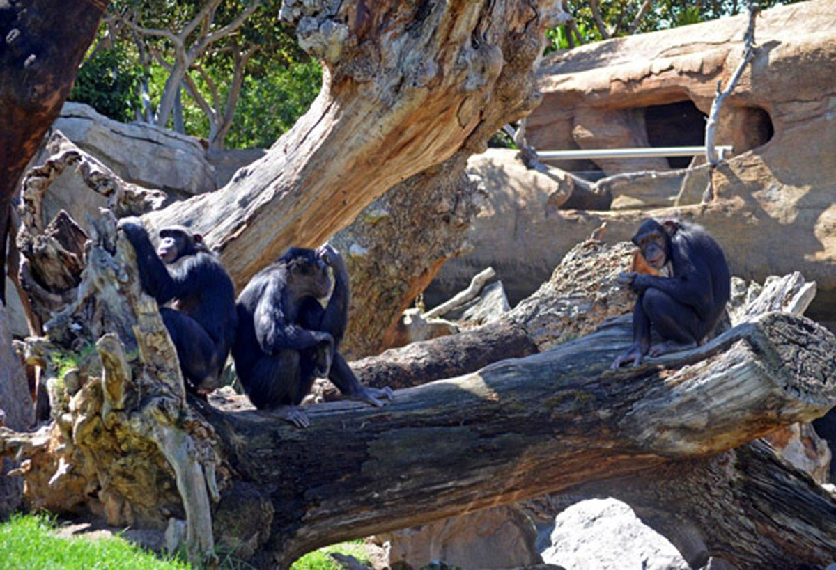 Las chimpancés Noelia, Eva y Natalia toman el sol en su nuevo hogar valenciano