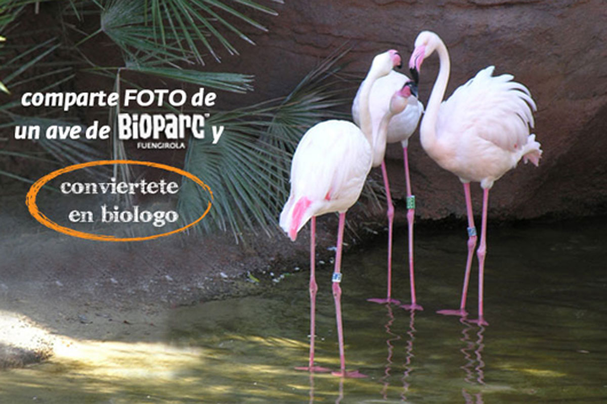 Nuevo sorteo para que tu hijo o hija se convierta en cuidador de BIOPARC por un día