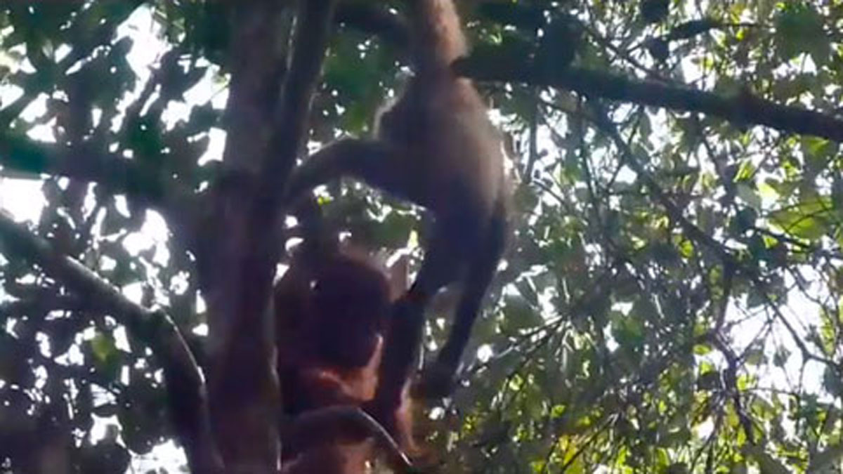 Raras imágenes grabadas de un orangután y su poco probable amigo