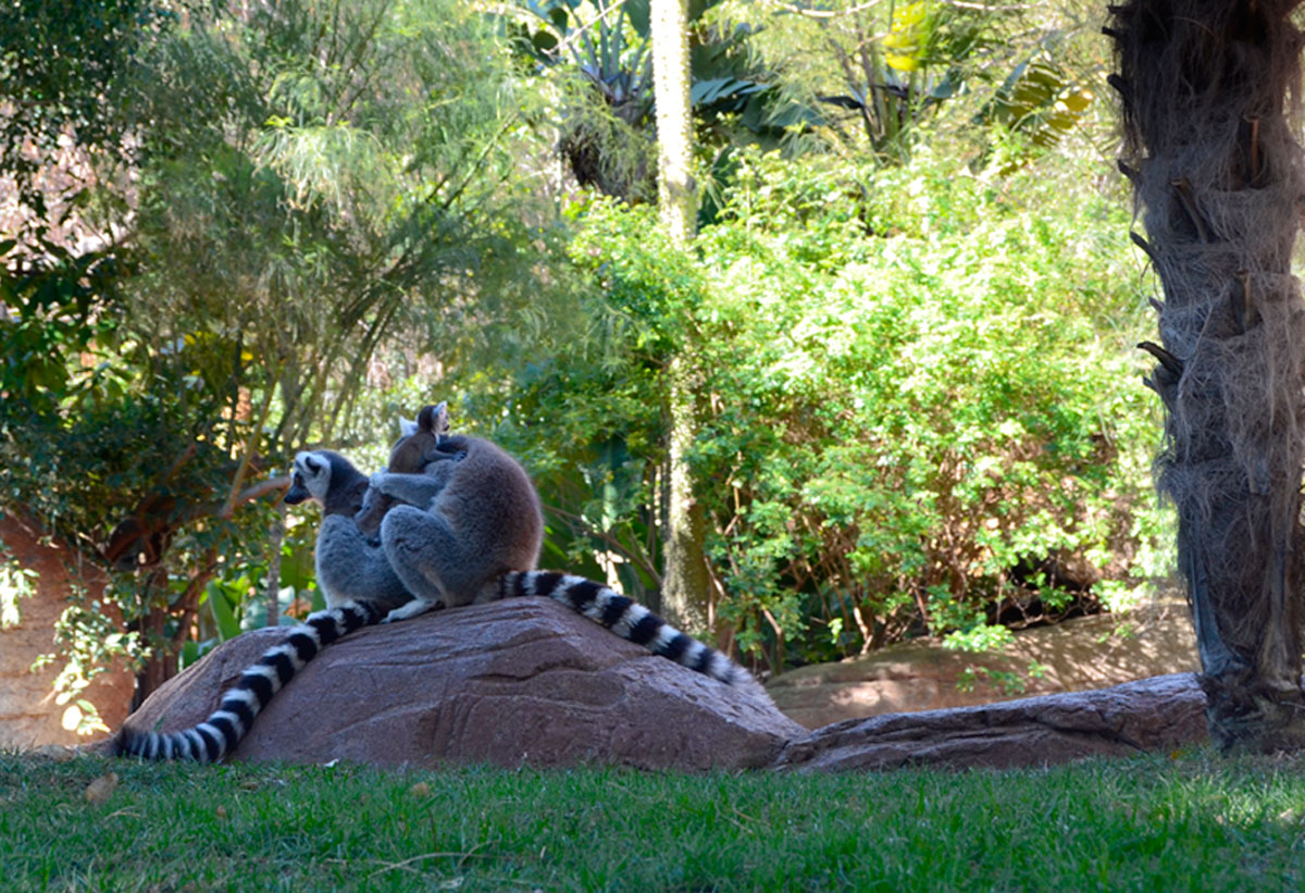 Nace la primera cría de la primavera en BIOPARC Fuengirola