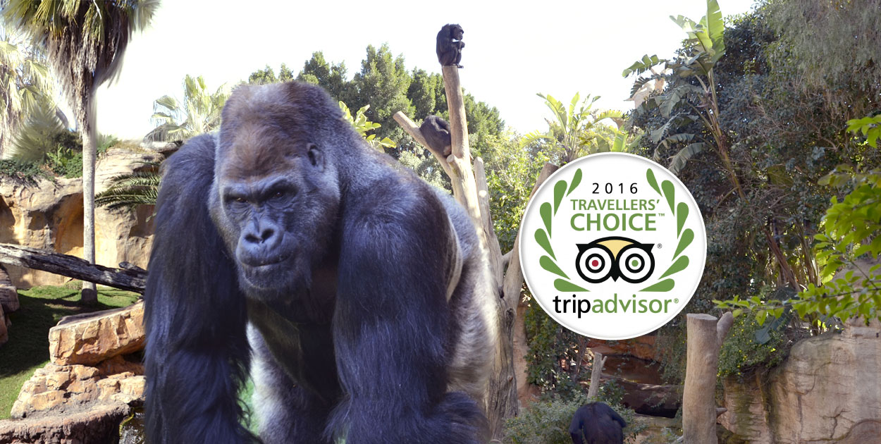 Bioparc Fuengirola obtiene el certificado de excelencia de Tripadvisor de 2016