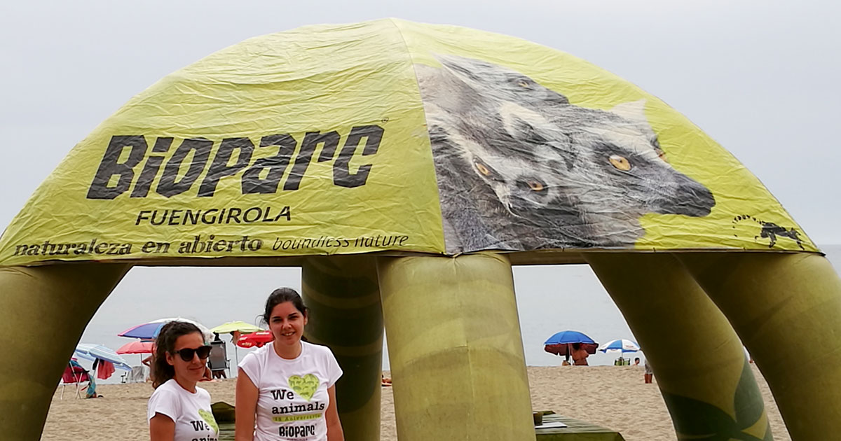 Todo lo que puedes esperar de la playa ¡y mucho más!