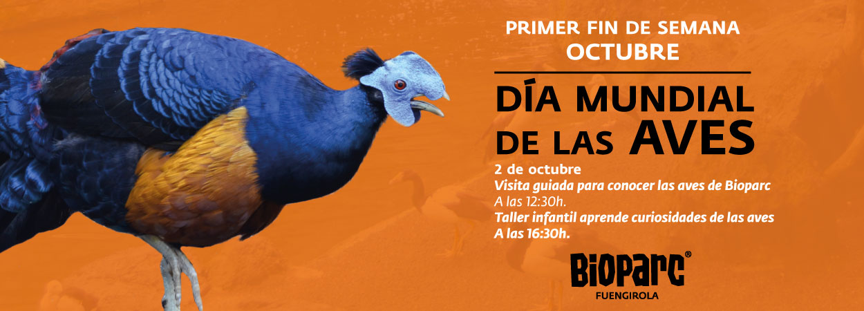 Un fin de semana para las aves