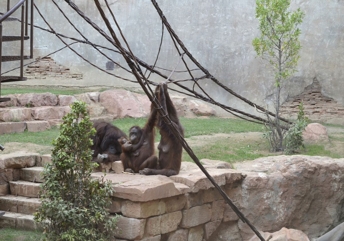 Nace una cría de orangután de Borneo en Bioparc Fuengirola