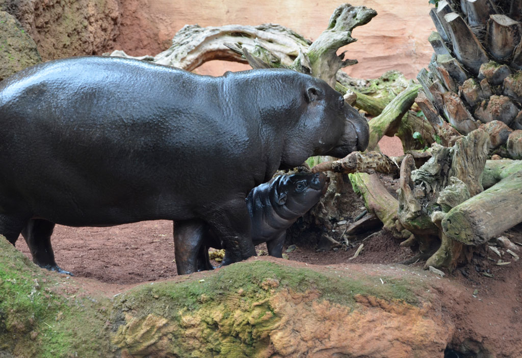 Nace carismática cría en Bioparc Fuengirola con aires de esperanza para su especie