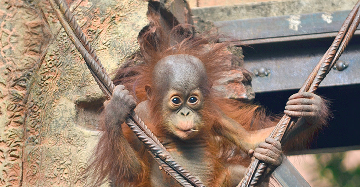 Celebra el cumple de Kalimantan