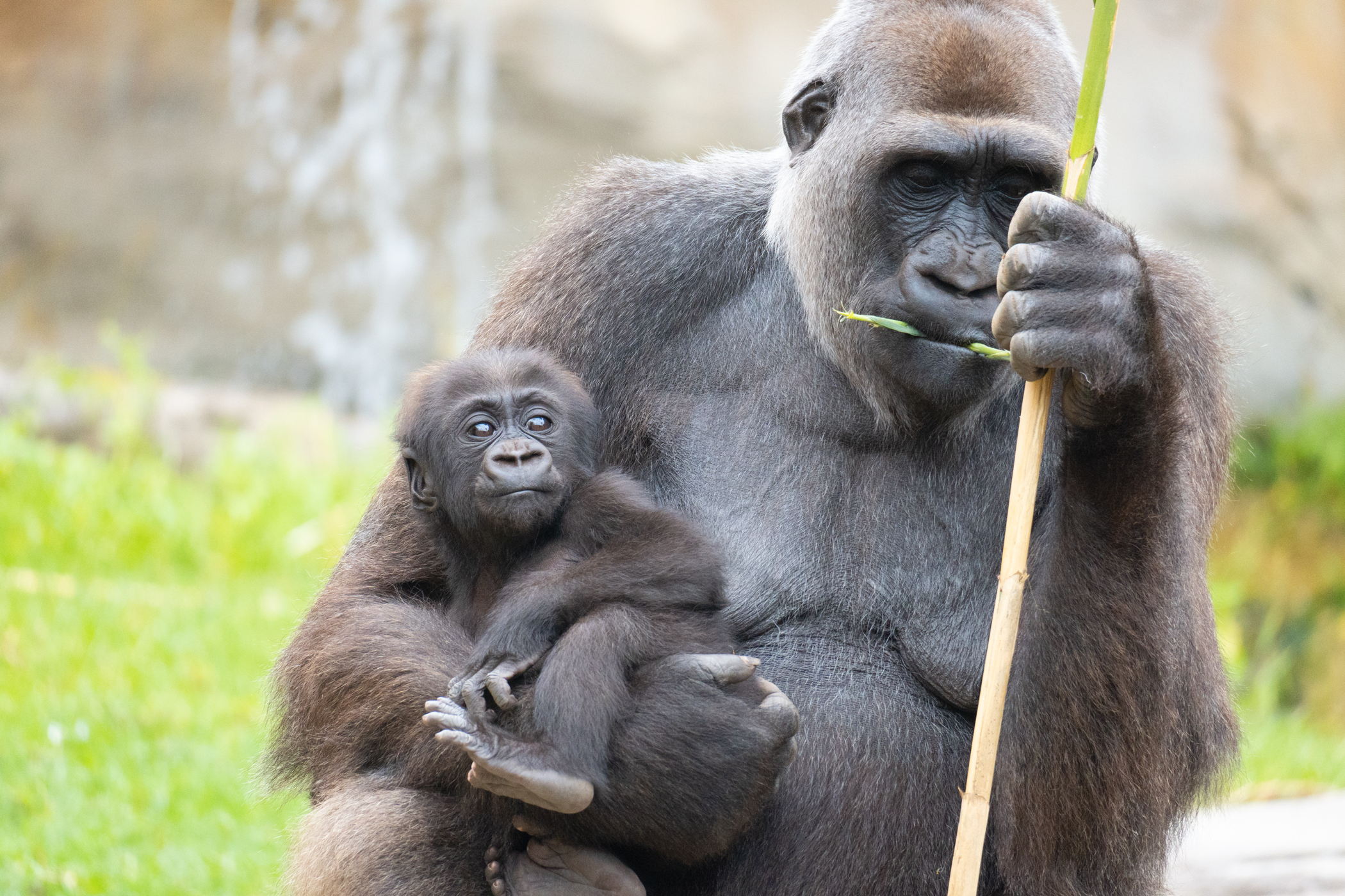 Bioparc Fuengirola Biodías