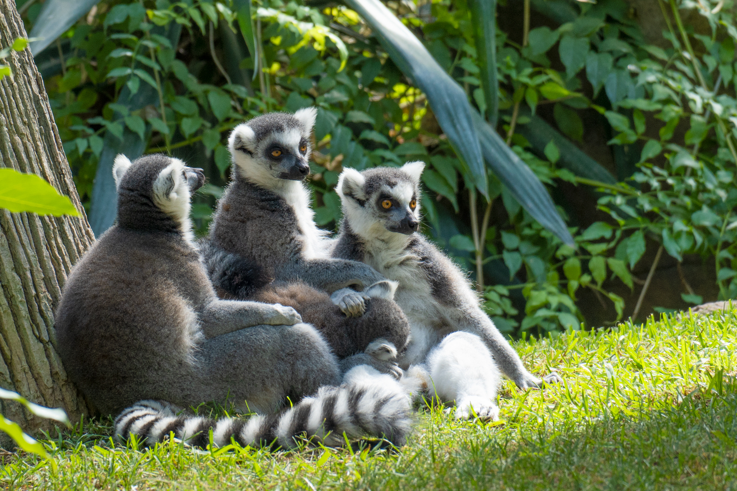 Bioparc Fuengirola conservación