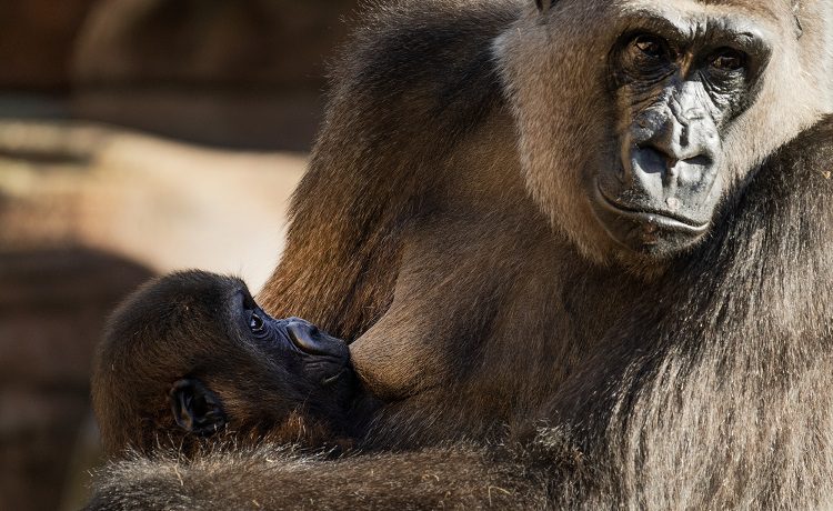 EEP Gorila llanura occidental bioparc fuengirola (2)