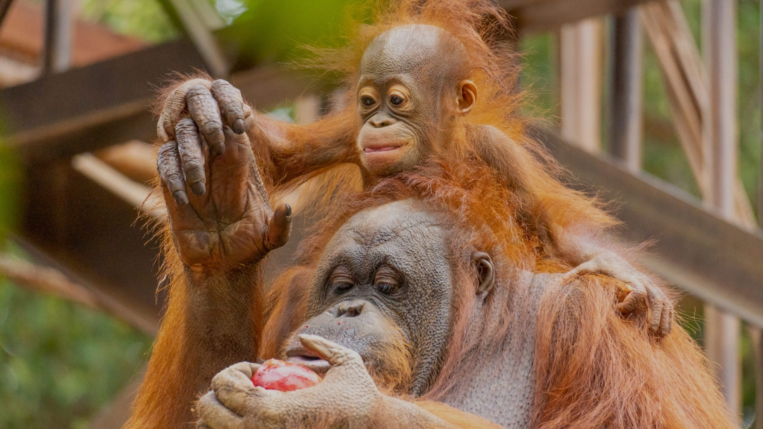 Bioparc Fuengirola - Mejores parques de animales del mundo