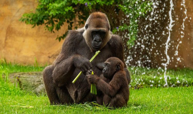 Preservar la naturaleza BIOPARC