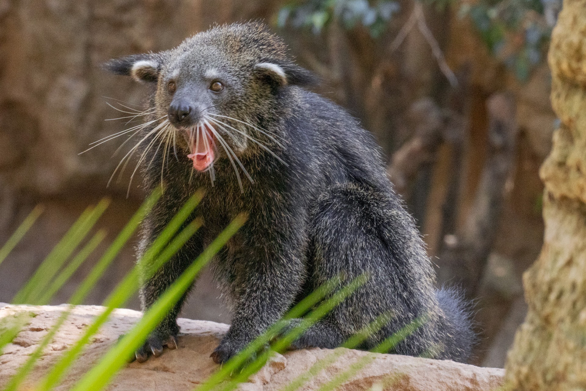 BINTURONG2