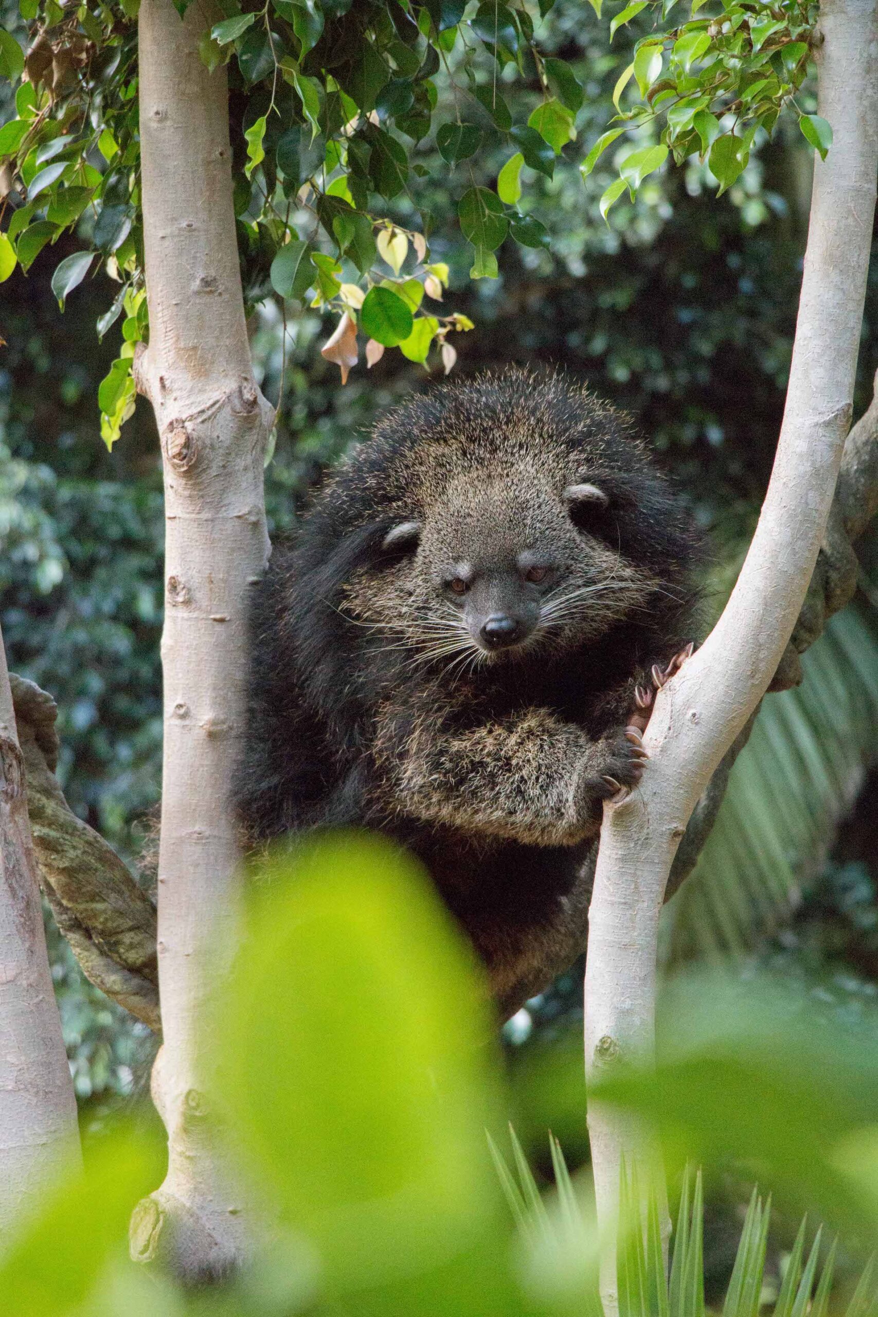 BINTURONG3