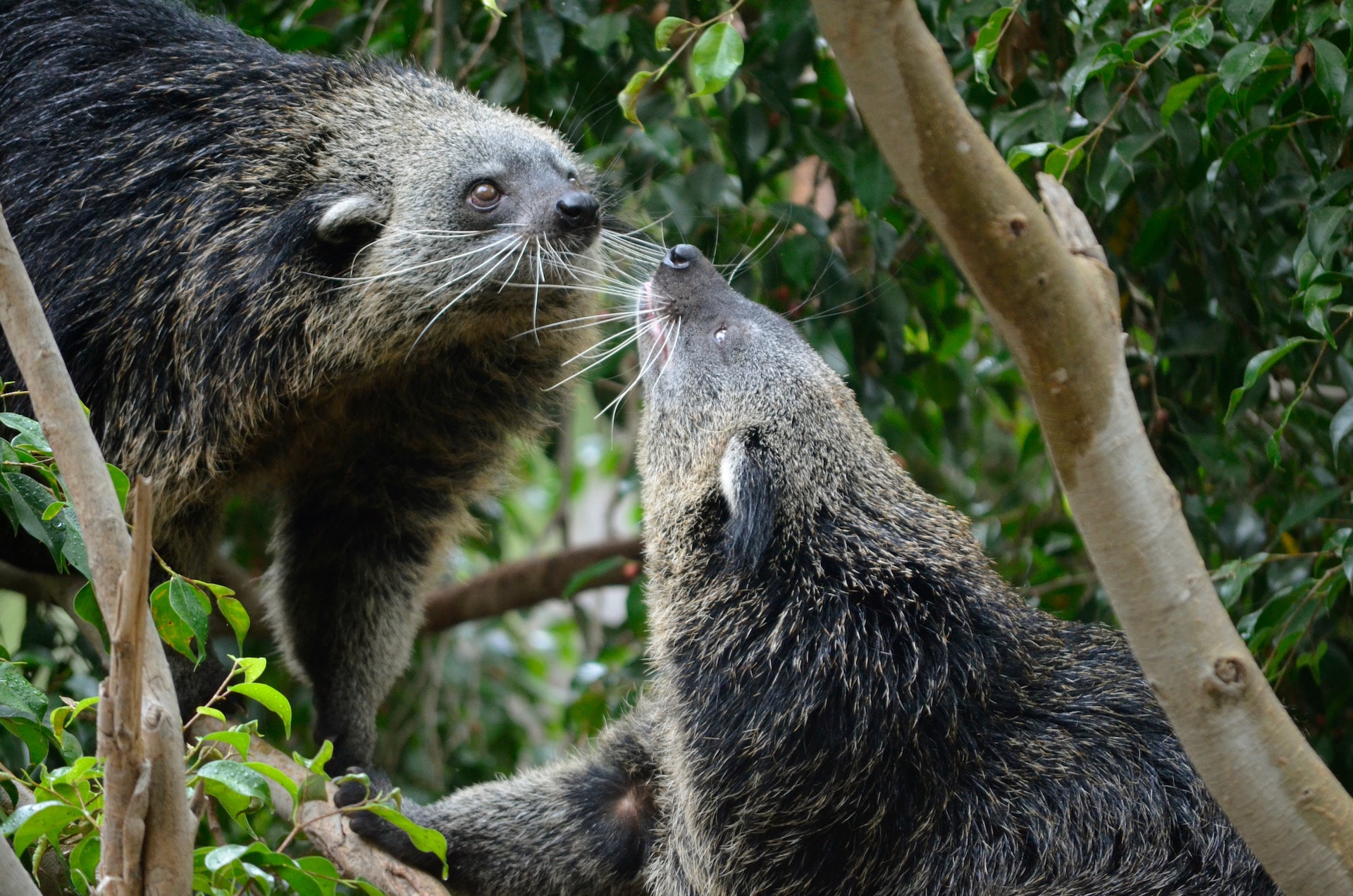 BINTURONG5