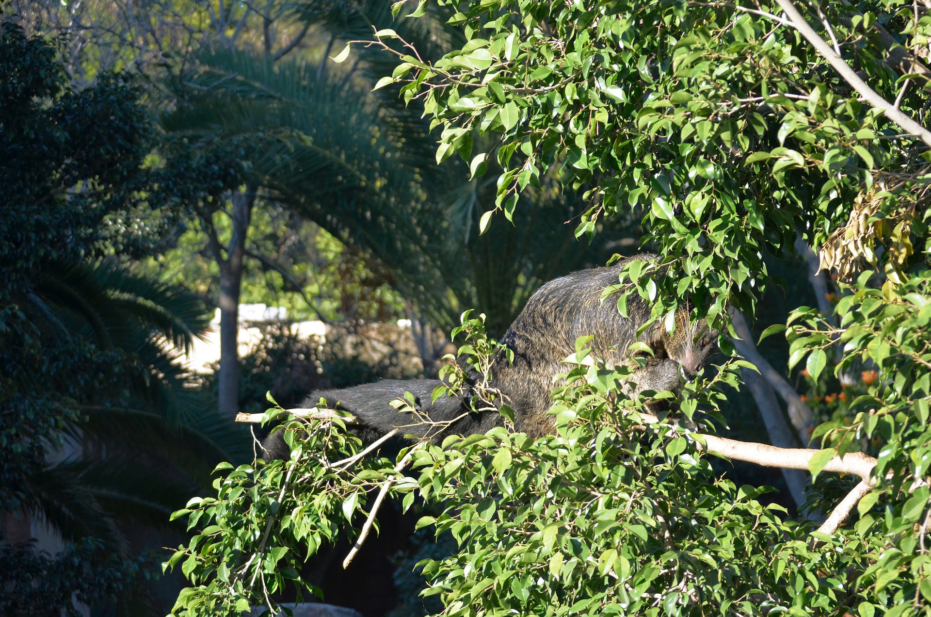 BINTURONG7