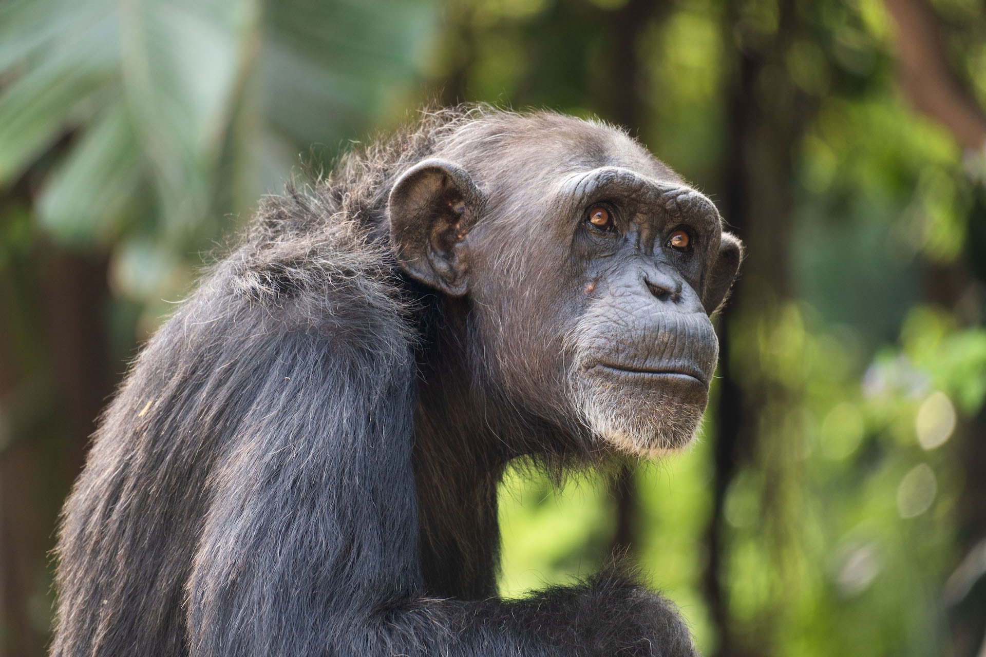 CHIMPANCE_DSC0259