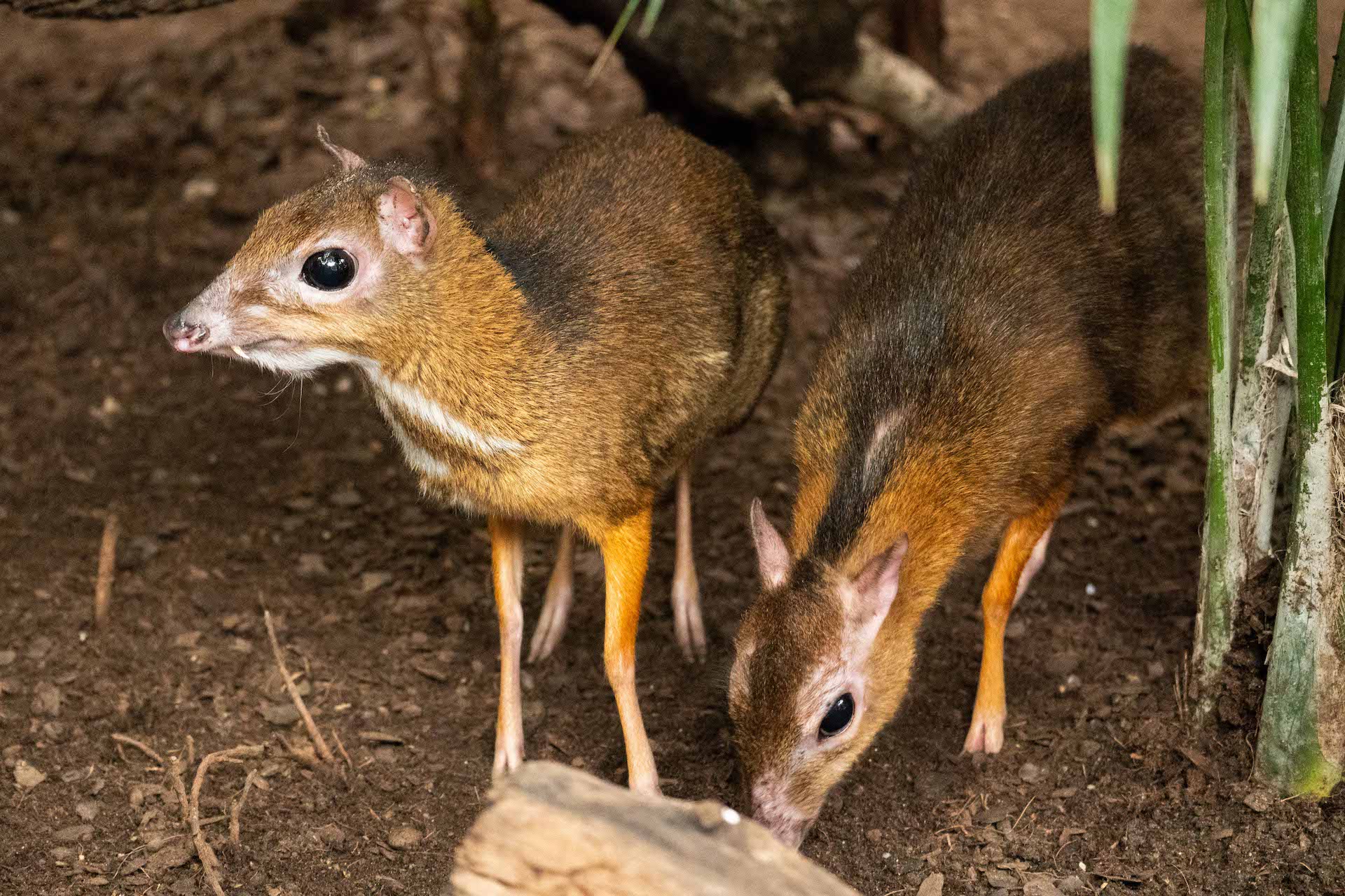 MOUSE DEER1