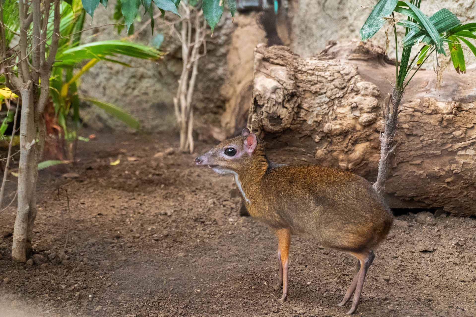 MOUSE DEER2