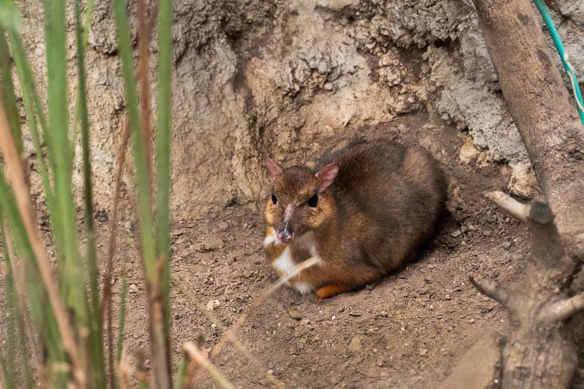 MOUSE DEER3