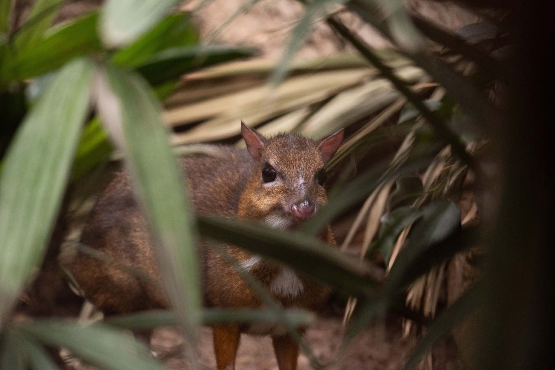 MOUSE DEER5