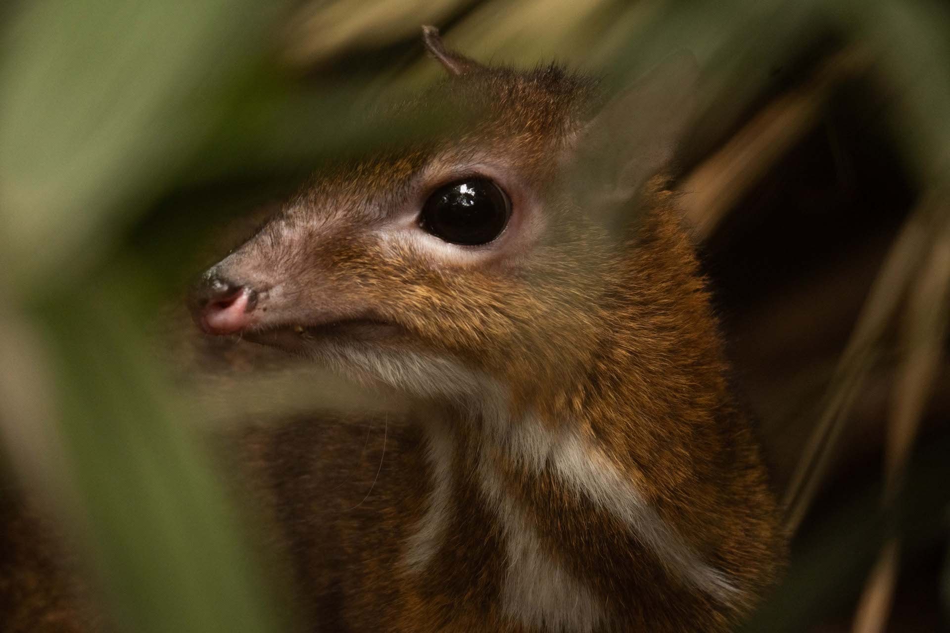 MOUSE DEER6