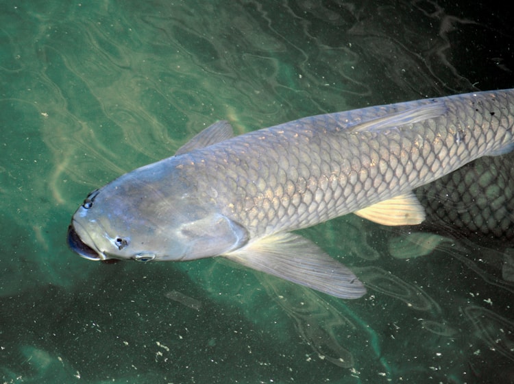 Carpa herbívora o pez amur 1