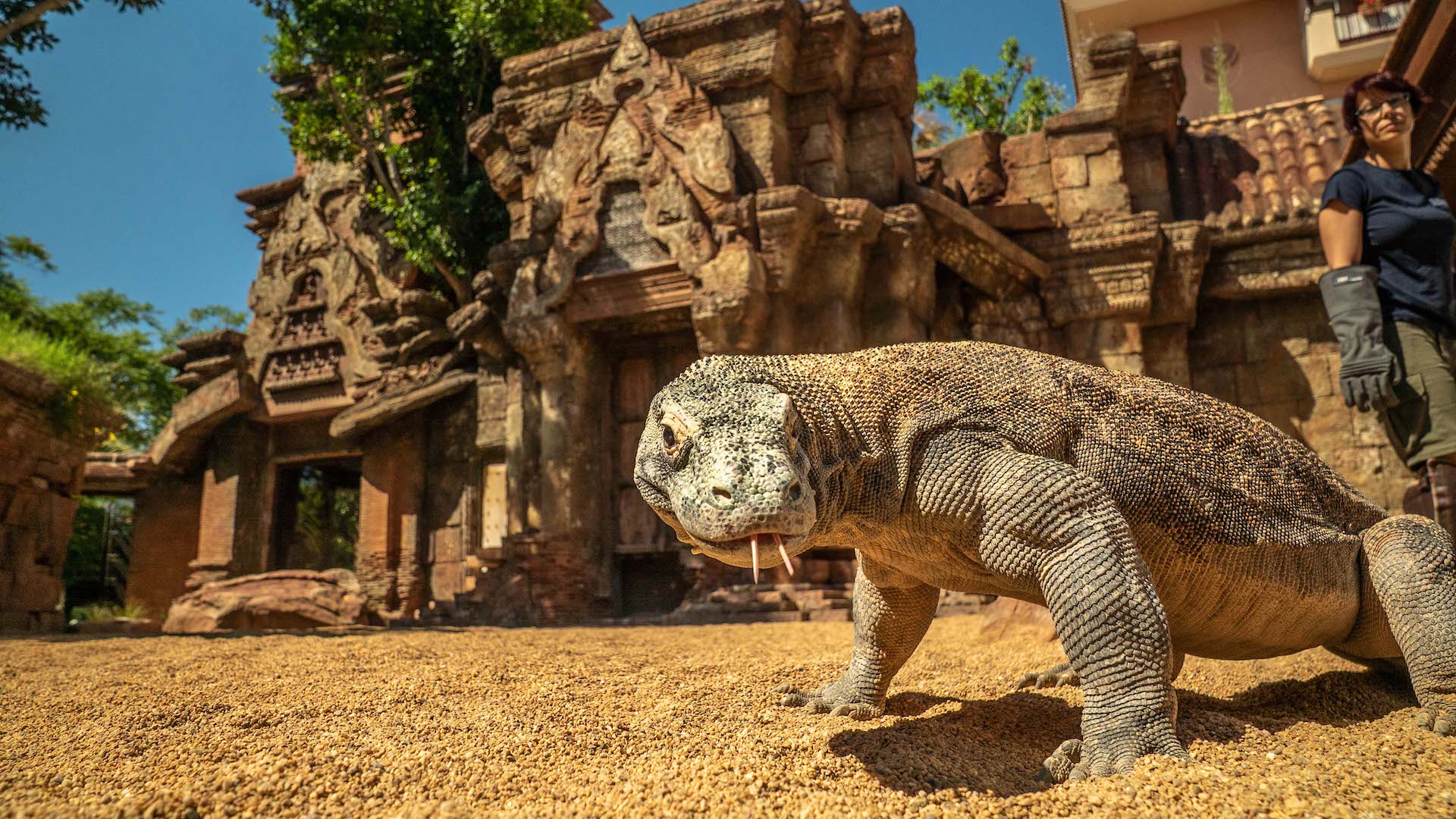 DRAGON KOMODO_DSC0039