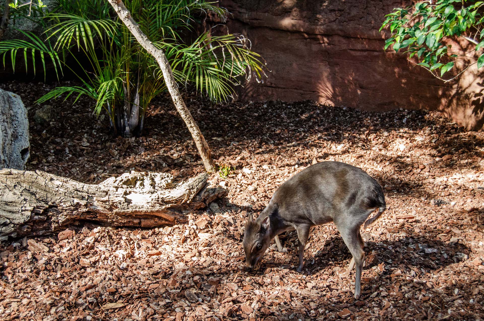 DUIKER AZUL1