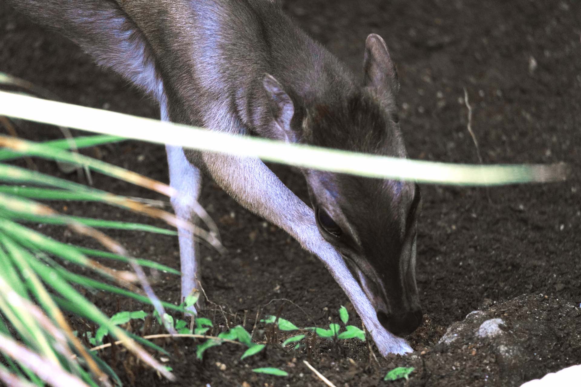 DUIKER AZUL2