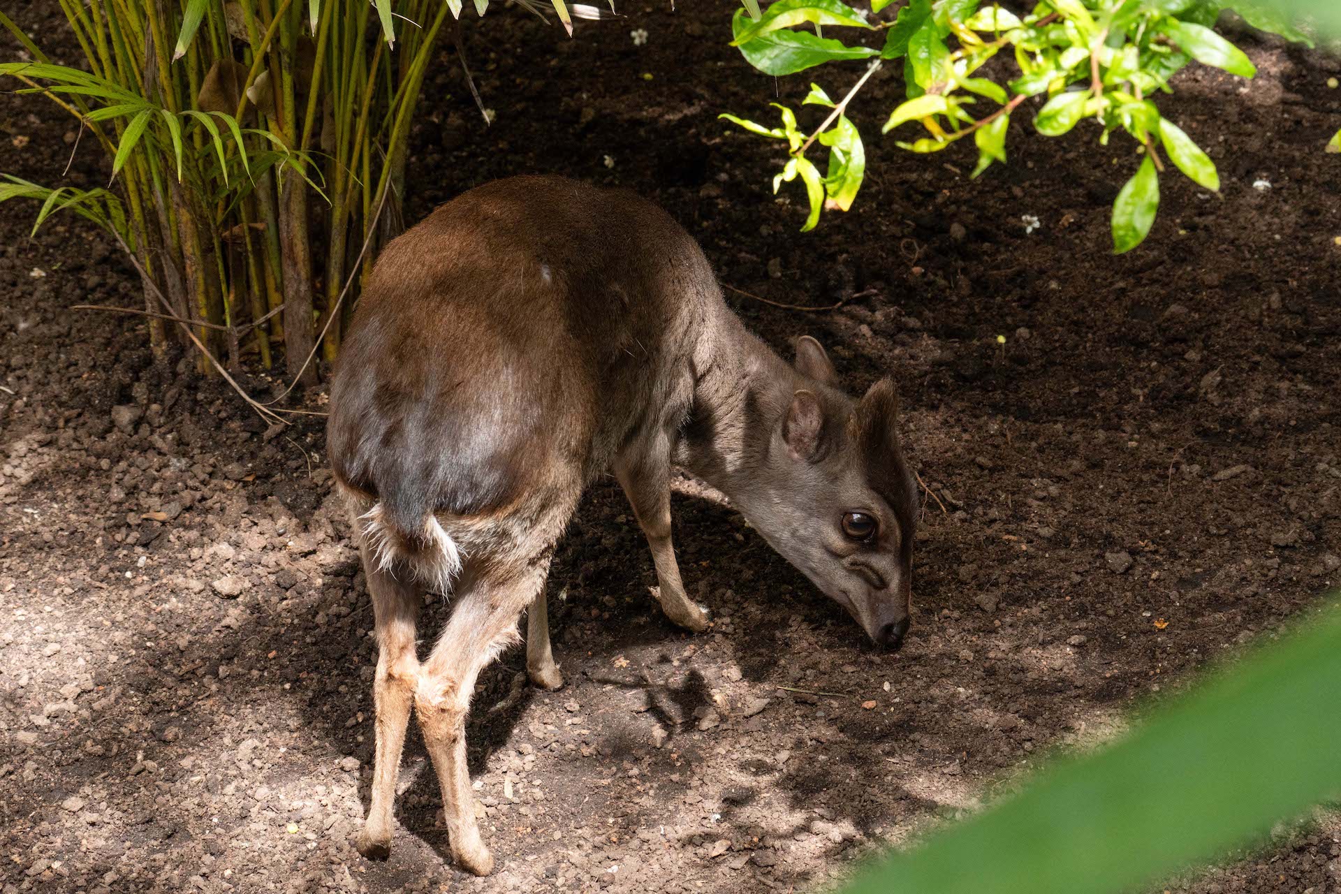 DUIKER AZUL3