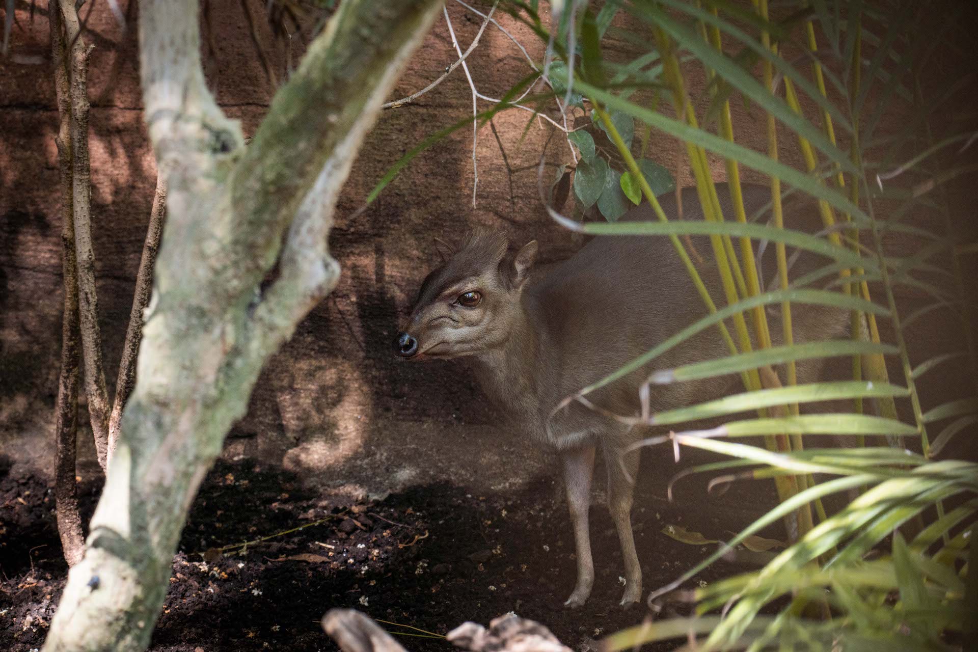 DUIKER AZUL6