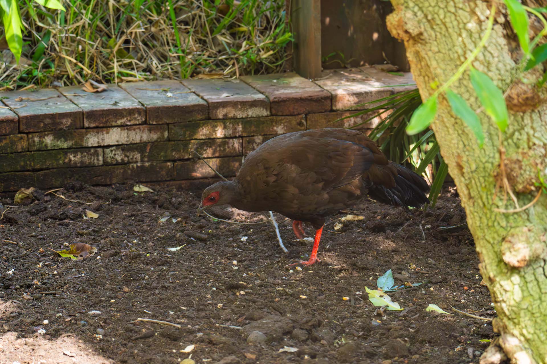 EDWARDS PHEASANT-female1