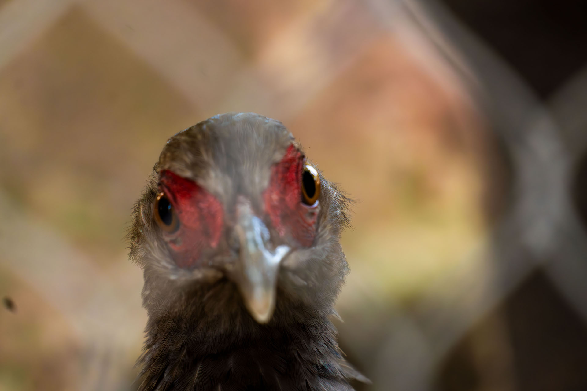 EDWARDS PHEASANT-female2