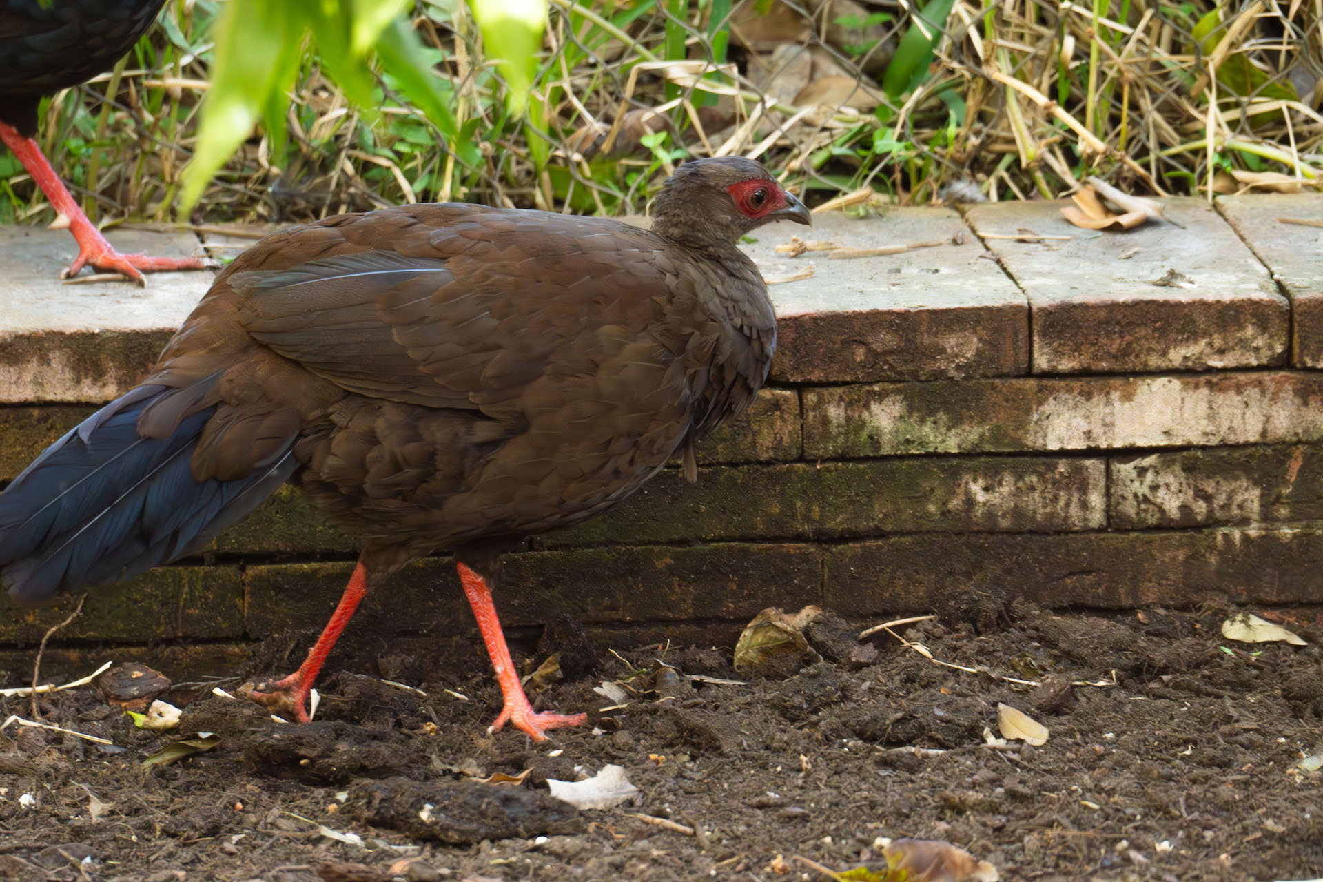 EDWARDS PHEASANT-female3