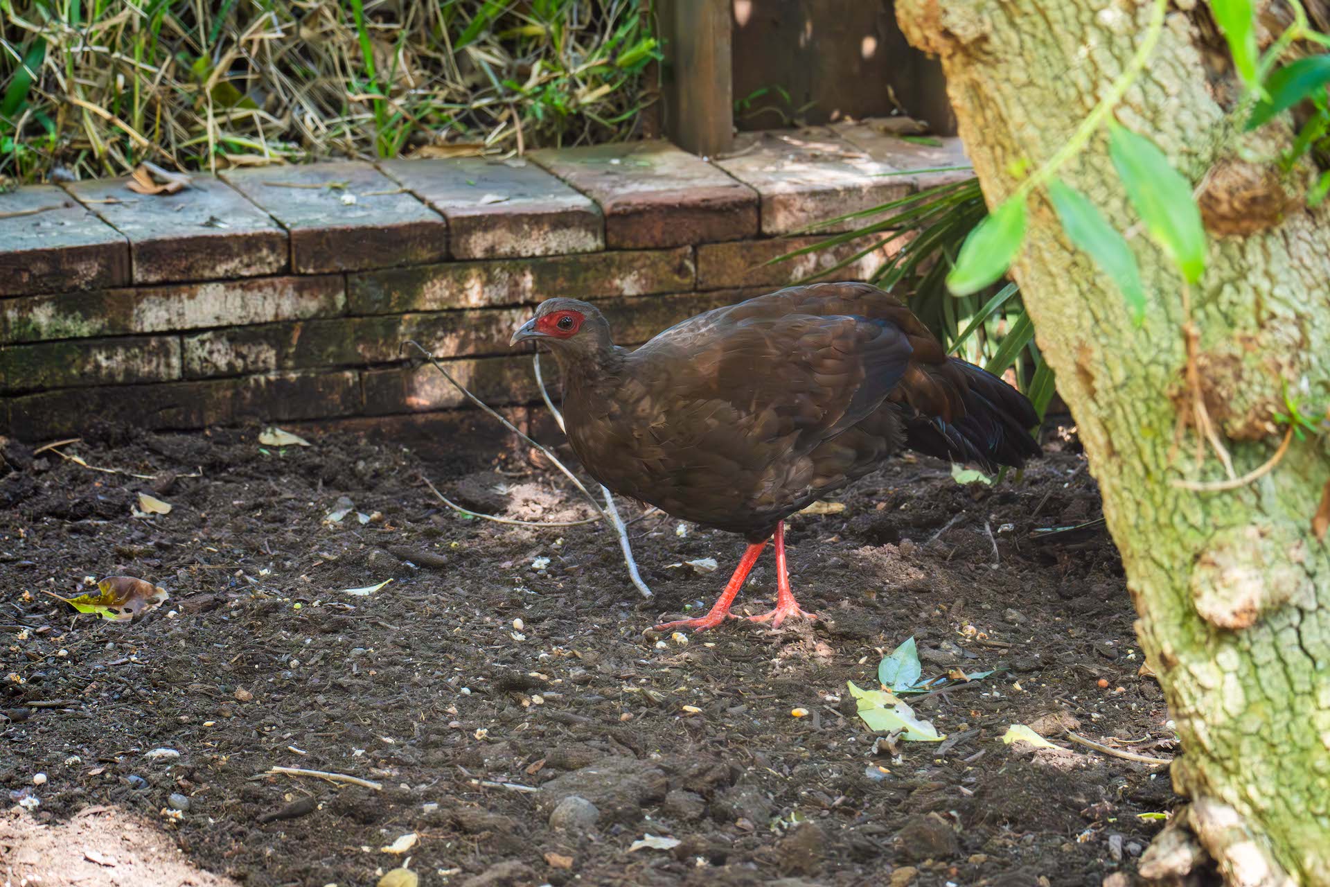 EDWARDS PHEASANT-female5