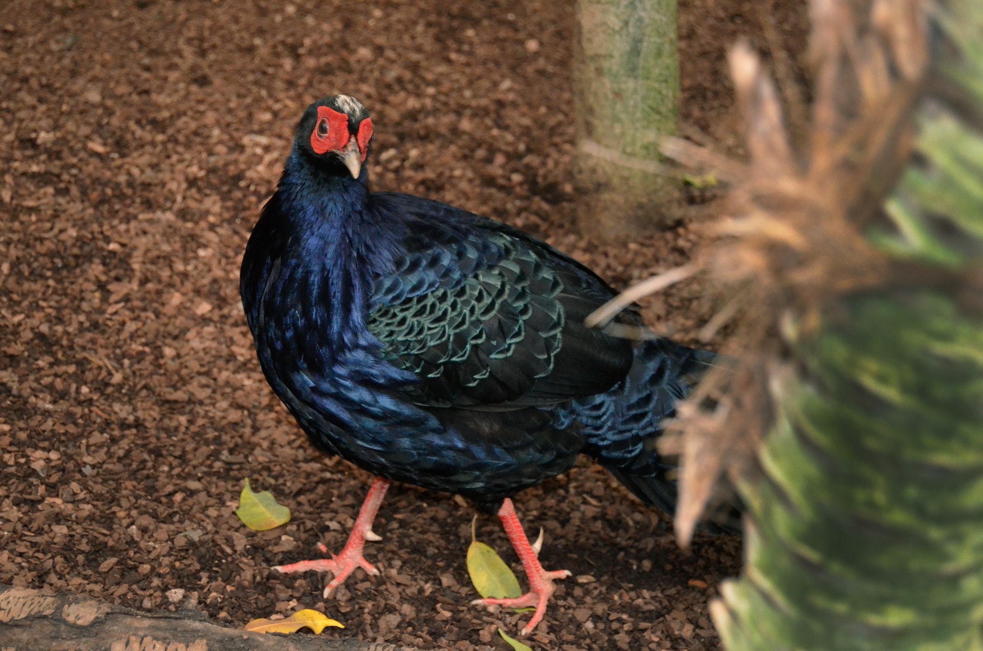 EDWARDS2 PHEASANT