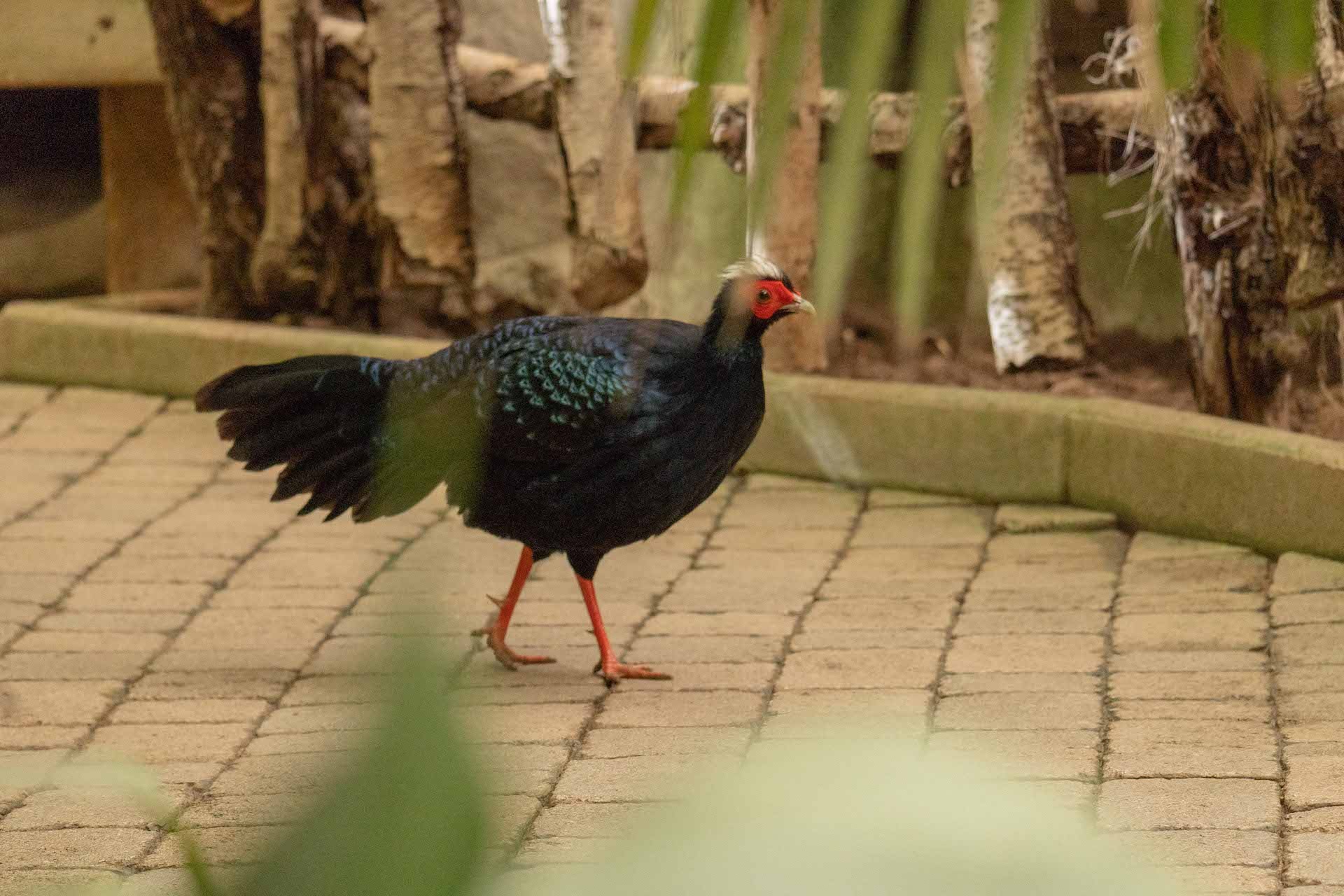 EDWARDS3 PHEASANT