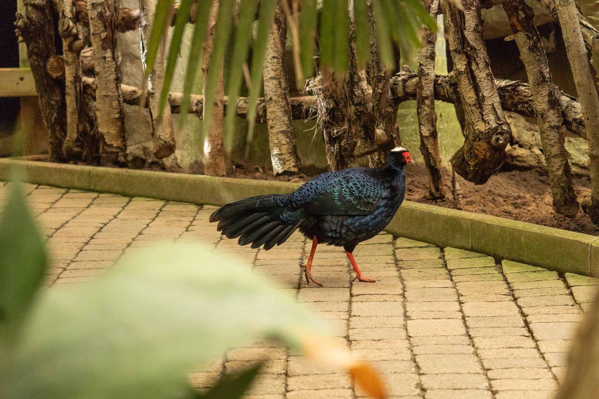 EDWARDS6 PHEASANT