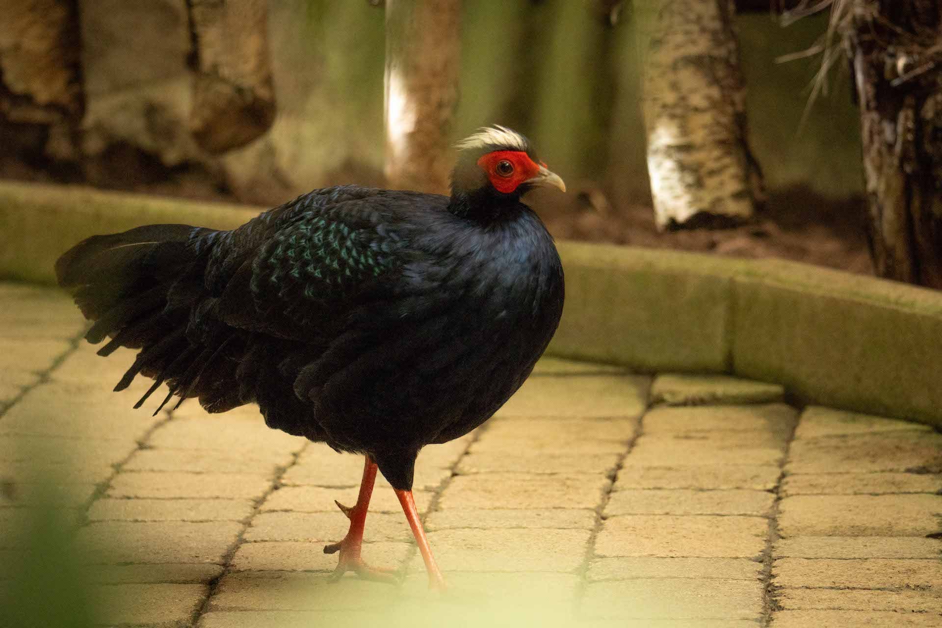 EDWARDS8 PHEASANT