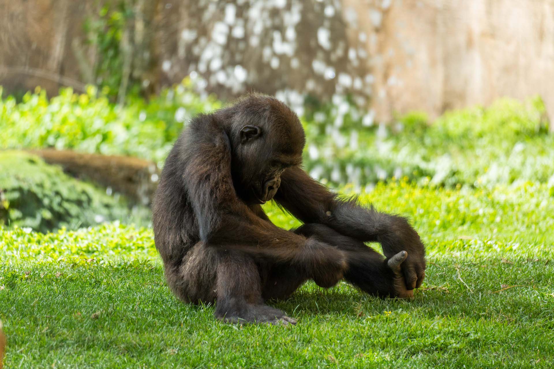 COSTA GORILLA13