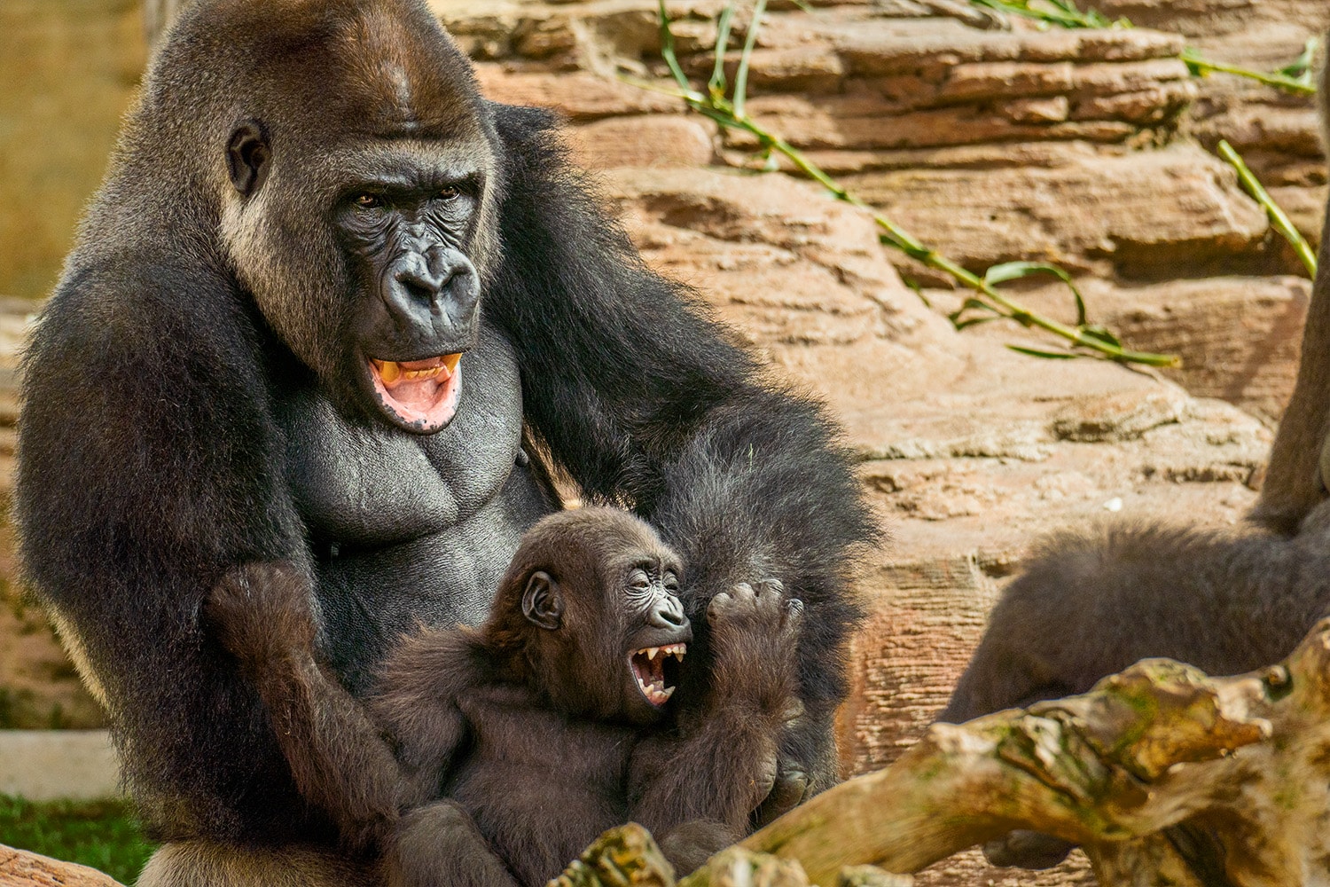 COSTA GORILLA2