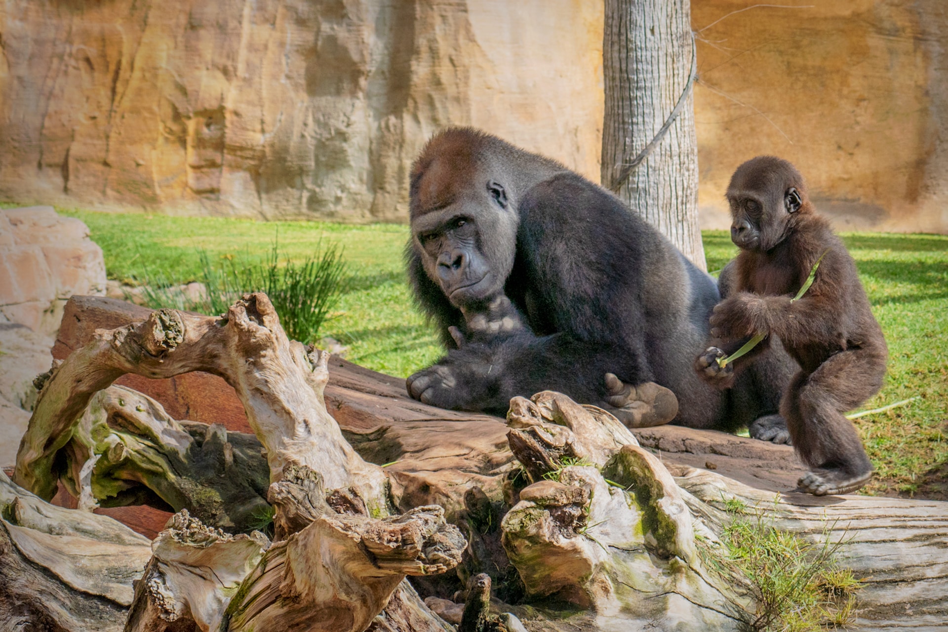 COSTA GORILLAgorilla_5