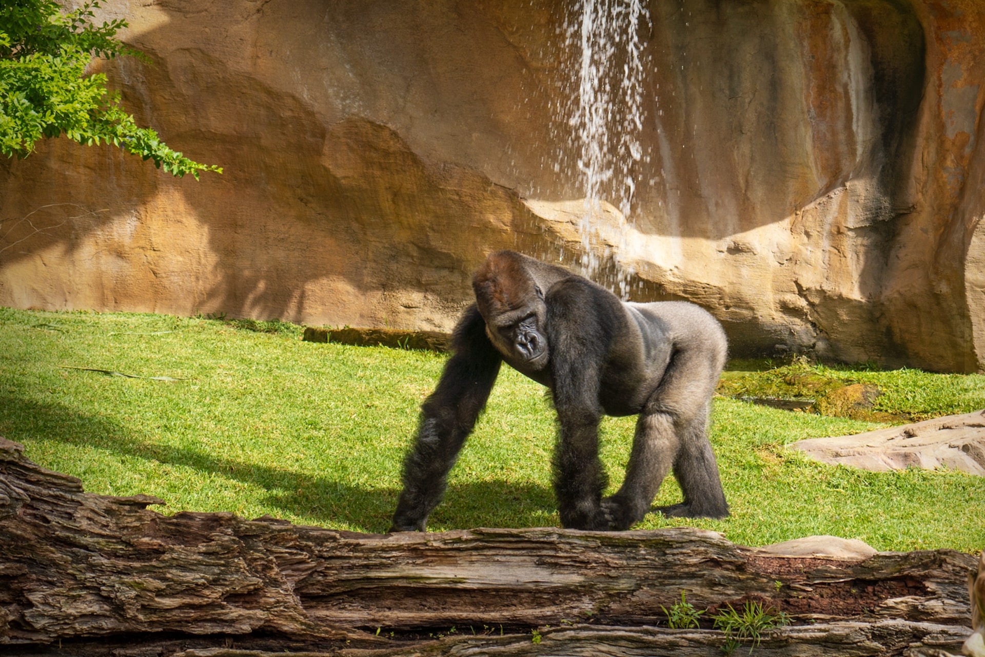 COAST GORILLAgorillas_6