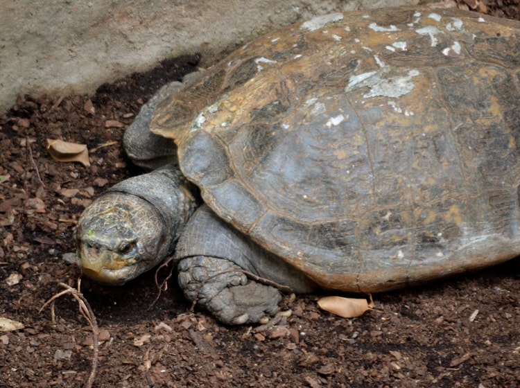 Galápago gigante asiático