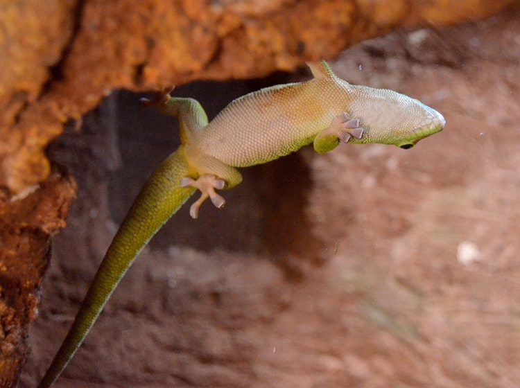 Gecko de Madagascar