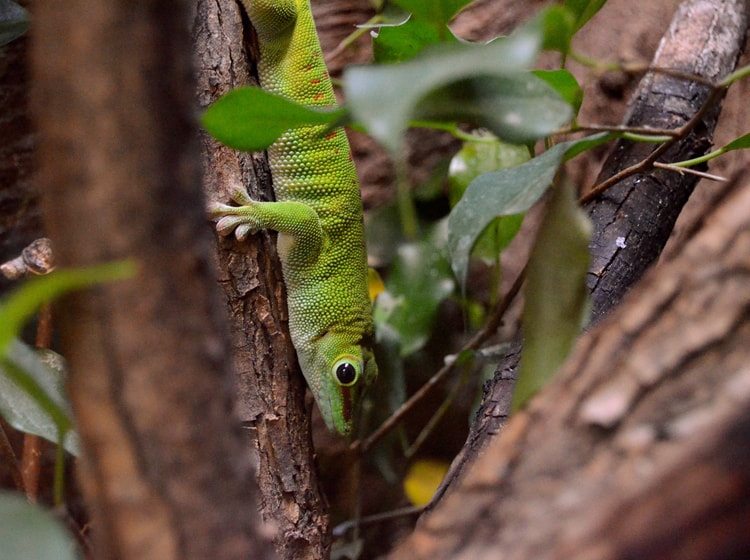 Gecko de Madagascar3