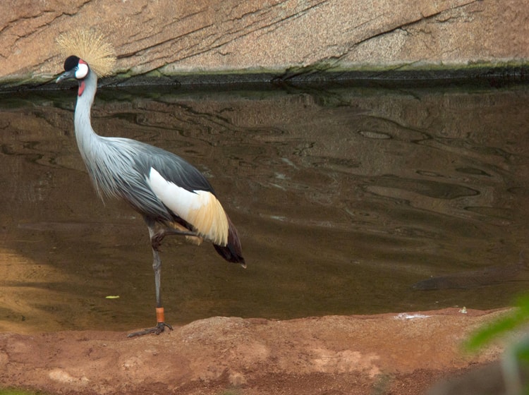 Grulla coronada cuelligrís 1