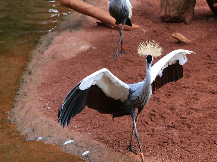 Grulla coronada cuelligrís 3